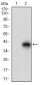 DCN Antibody