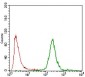 CA9 Antibody