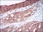 CA9 Antibody