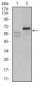 CA9 Antibody