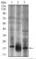 THY1 Antibody