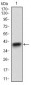 CD22 Antibody