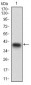 CD22 Antibody