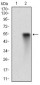 EGFR Antibody