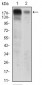 EGFR Antibody