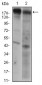 EGFR Antibody