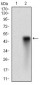 SYCP3 Antibody