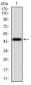 SERPINA7 Antibody