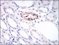 MCAM Antibody