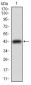 TFRC Antibody