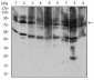 TFRC Antibody