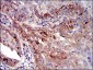 IGFBP7 Antibody