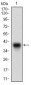 IGFBP7 Antibody