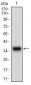 MAPK14 Antibody