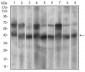 MAPK14 Antibody