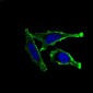 ITGAM Antibody