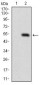 DNM1L Antibody