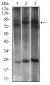 DNM1L Antibody