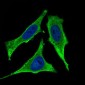 CD93 Antibody