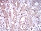 CD93 Antibody