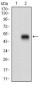 PON1 Antibody