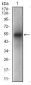 PON1 Antibody