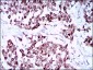 SOX10 Antibody