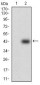 SOX10 Antibody