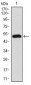 CD10 Antibody