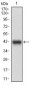 PPP1R1B Antibody