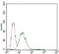 CDX2 Antibody