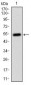 CD14 Antibody