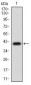 PTPRC Antibody