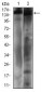 PTPRC Antibody