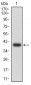 ABCB1 Antibody