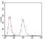 PPP1R1B Antibody