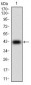 PPP1R1B Antibody