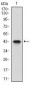 PRKAG1 Antibody