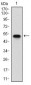 SDC1 Antibody