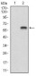 BDNF Antibody