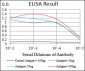 NT5E Antibody