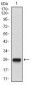 NT5E Antibody