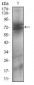 NT5E Antibody