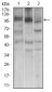 NBN Antibody