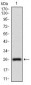 NT5E Antibody