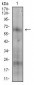 NT5E Antibody