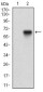 TIE1 Antibody