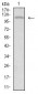 TIE1 Antibody