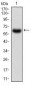 CAMK2G Antibody