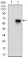 CAMK2G Antibody